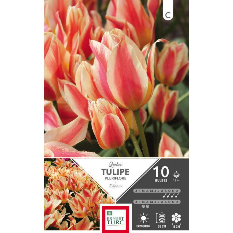 Bulbes de tulipes pluriflore 'Quebec' - x10