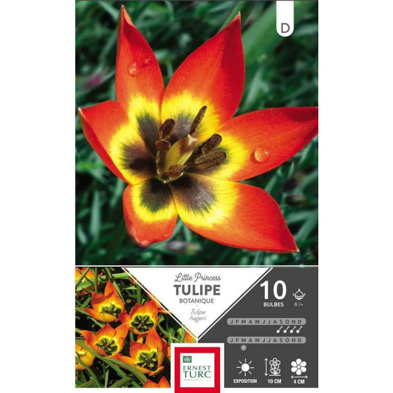 Bulbes de tulipes 'Little Princess' - x10