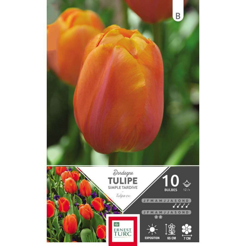 Bulbes de tulipes simples tardives 'Dordogne' - x1