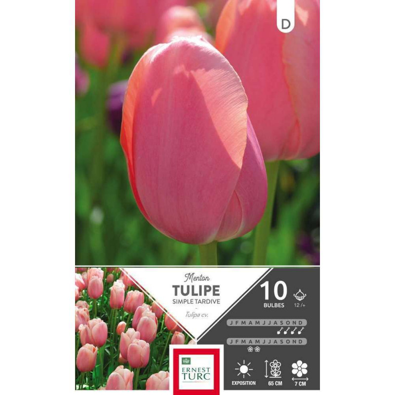 Bulbes de tulipes simples tardives 'Menton' - x10