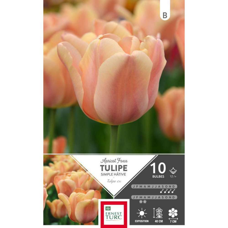 Bulbes de tulipes simples hâtives 'Aprico Fox' - x
