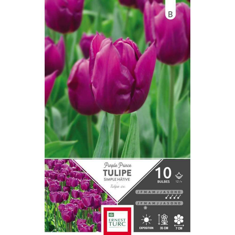 Bulbes de tulipes simples hâtives 'Purple' - x10