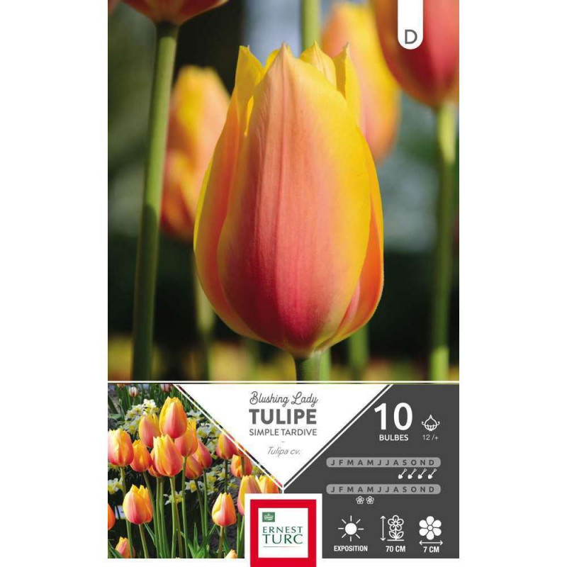 Tulipe Blushing Lady