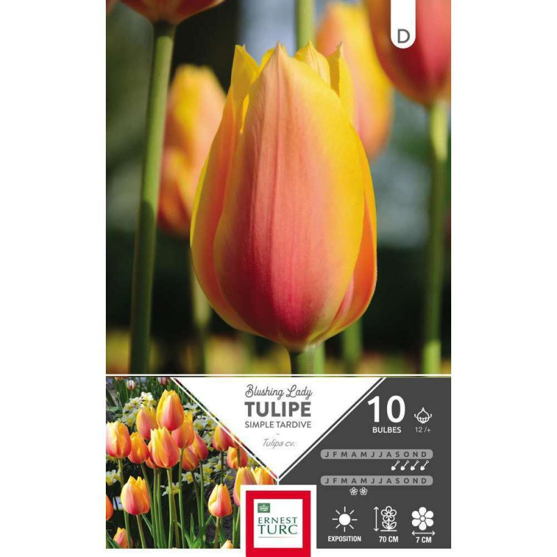 Bulbes de tulipes simples tardives 'Blushing Lady'