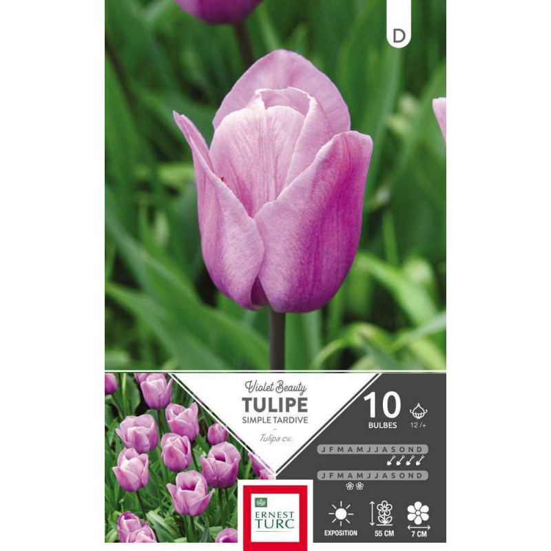 Bulbes de tulipes simples tardives 'Violet Beauty'