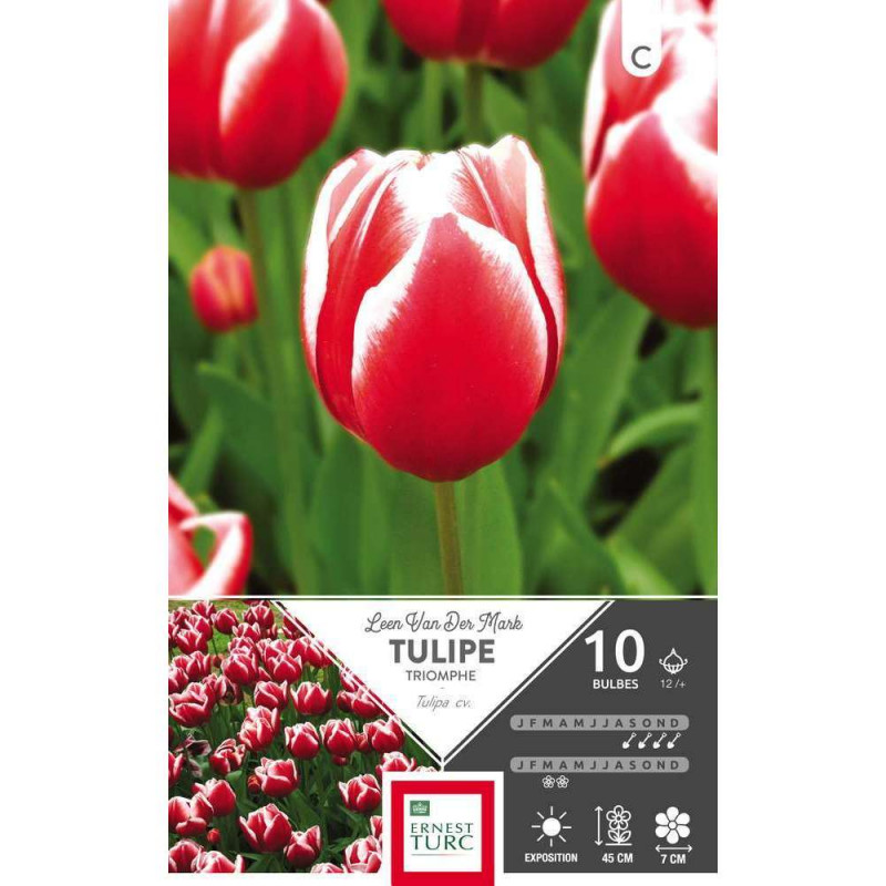 Tulipe Leen Van Der Mark