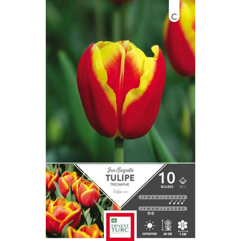 Tulipe Jan Seignette