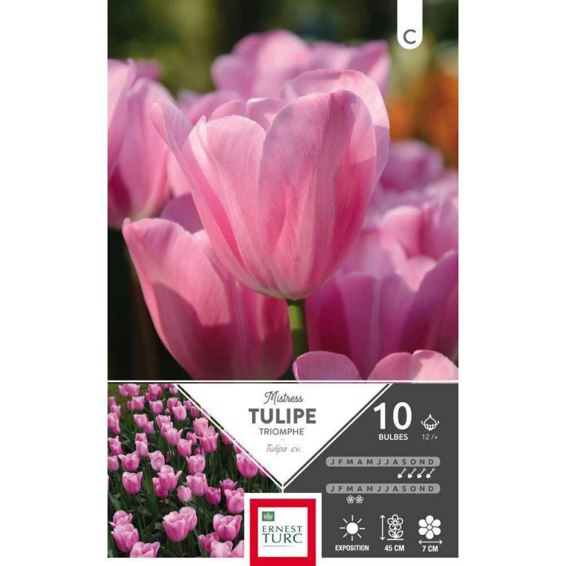 Bulbes de tulipes triomphe 'Mistress' - x10