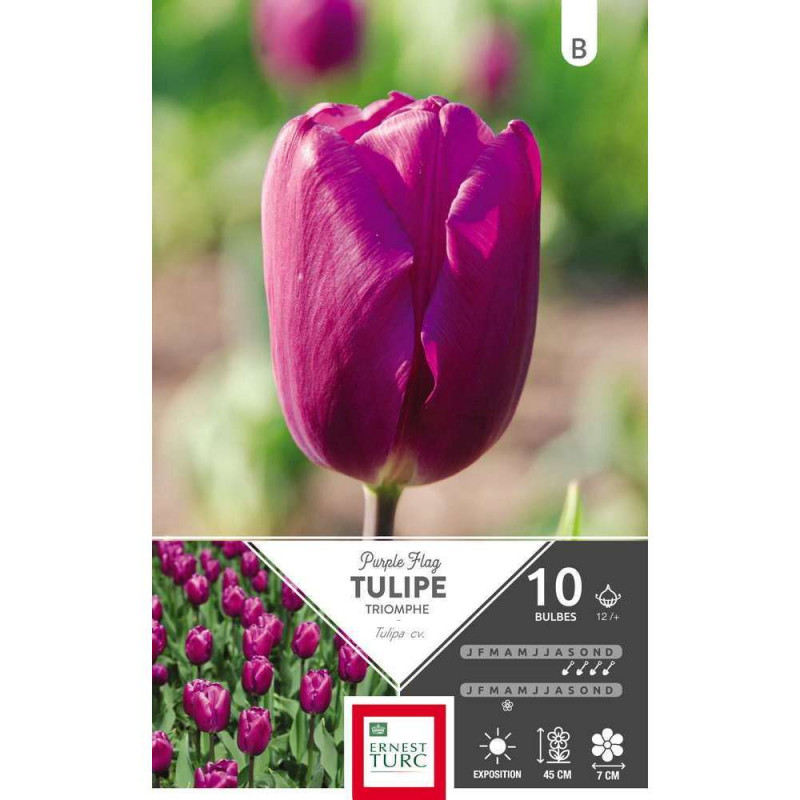 Bulbes de tulipes triomphe 'Purple Flag' - x10
