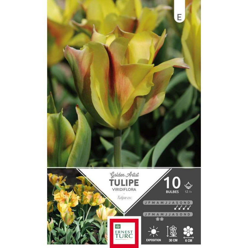 Bulbes de tulipes viridiflora 'Gold Artist' - x10