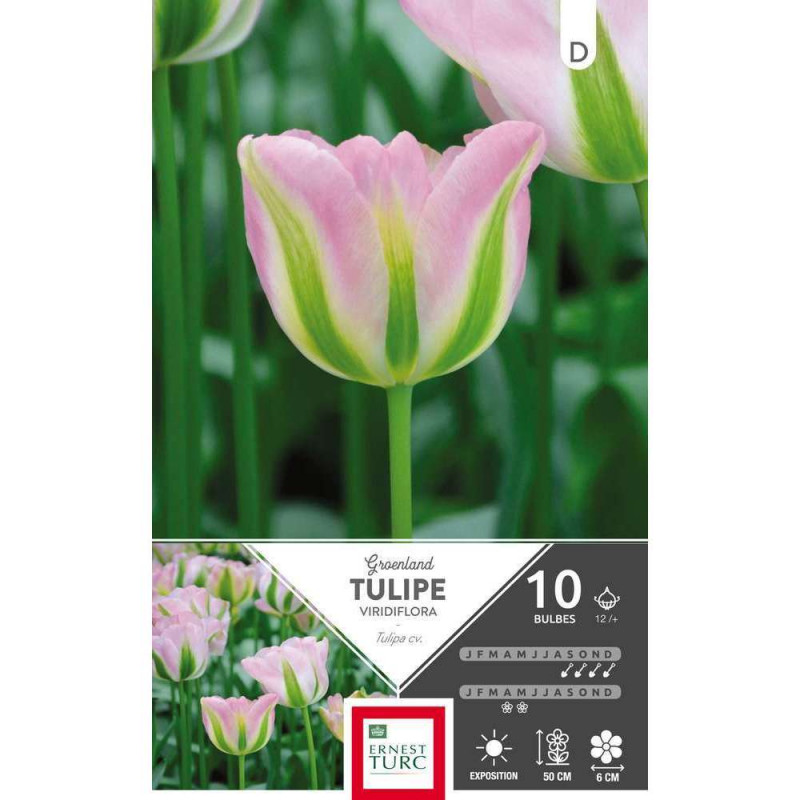 Tulipe Groenland