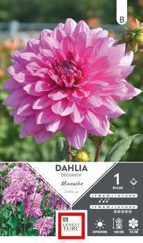 Dahlia Decotif Minouche I X1