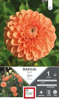 Dahlia Balle Sylvia I X1