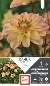 Dahlia Buisson Nain Palma X1