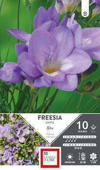 Freesia Simple Bleu 6 + X10