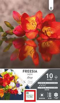 Freesia Simple Rouge 6 + X10-