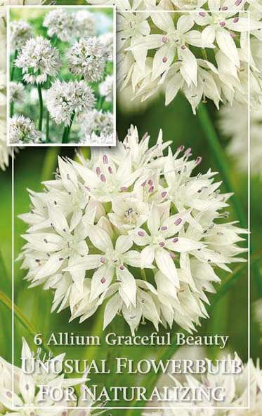 Allium Graceful Beauty : blanc, calib. 6+, x6