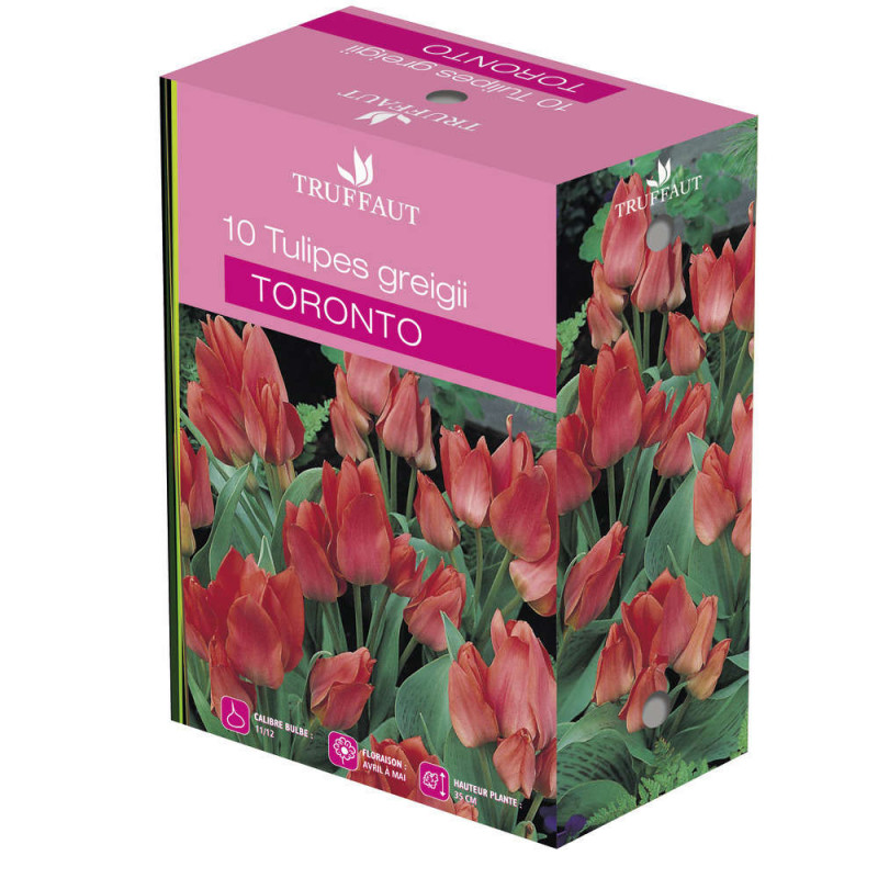 Bulbes de tulipes 'Toronto' - x10