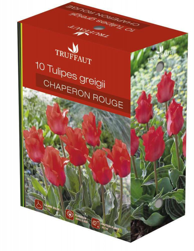Bulbes de tulipes 'Chaperon Rouge' - x10