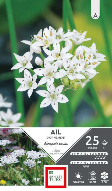 Bulbes d'allium court neapolitanum - x25