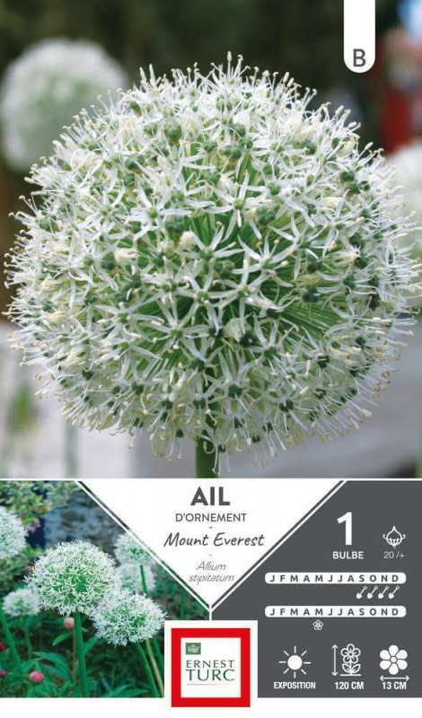 Bulbe d'allium 'Mount Everest' - x1