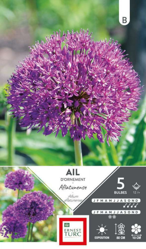 Bulbes d'allium haut aflatunense - x5