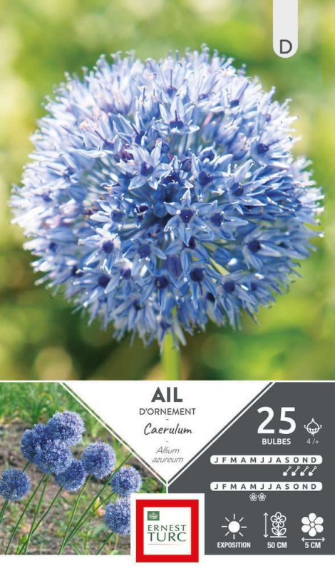 Bulbes d'allium caeruleum - x25