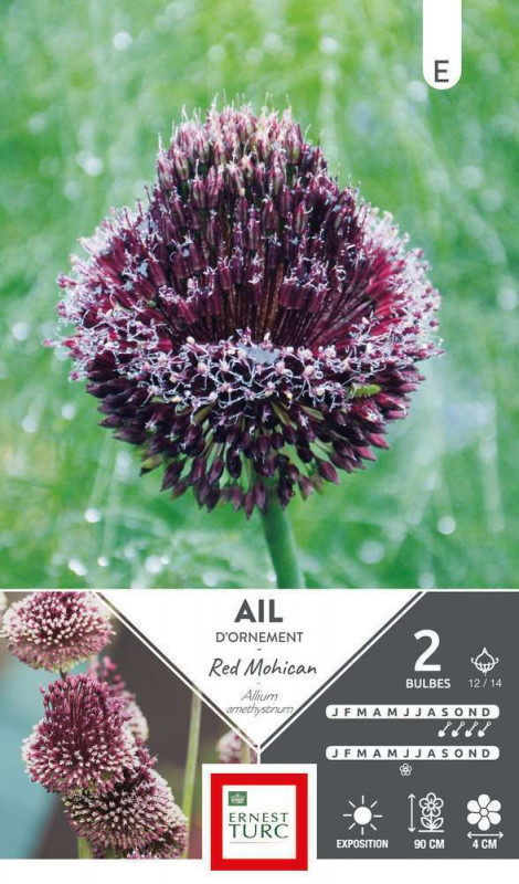 Bulbes d'allium 'Red Mohican' - x2