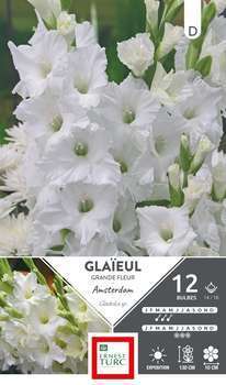 Bulbes x12 Glaïeul Gdes Fleurs Amst 14/16