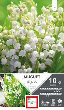 Muguet de jardin X10