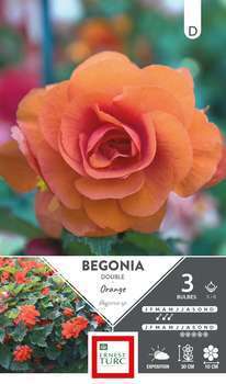 Bulbes bégonia double orange 5/6 x3
