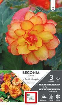 Bulbes bégonia double picotee Arlequin 5/6 x3