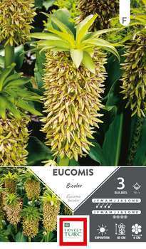 Bulbes d'Eucomis Bicolor x3 14/+