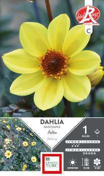 Dahlia nain simple pollen  x1