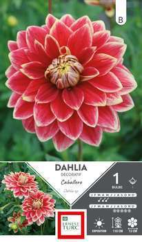 Dahlia Decoratif Caballero  x1