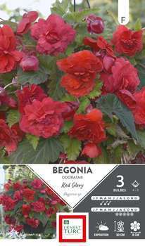 Bulbes bégonia Odorata Red Glory 4/5 x3