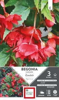 Bulbes bégonia Cascade Ecarlate 5/6 x3