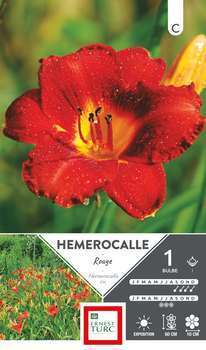 Hemerocalle Rouge I X1