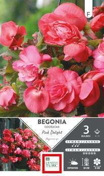 Bulbes bégonia Odorata Pink Delight 4/5 x3