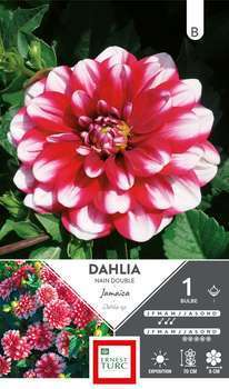 Bulbe dahlia Nain Double Jamaica x1