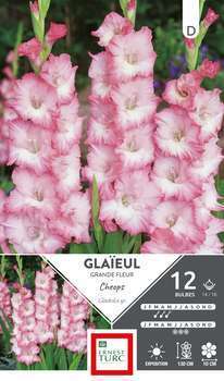 Bulbes x12 Glaïeul grdes Fleurs Cheops 14/16