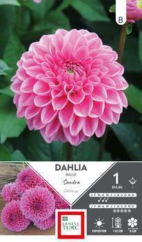 Bulbe dahlia Balle Sandra x1