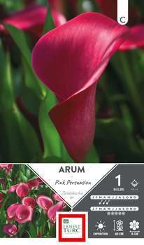 Bulbe arum Pink Persuasion 14/+ X1