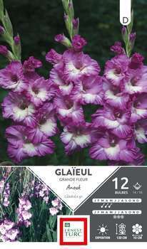 Glaieul Gd Fleurs Anouk 4/16 X12
