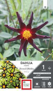 Bulbe dahlia Honka Verrone's Obsidian x1