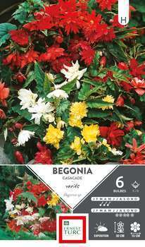 Bulbes bégonia cascade mélange 5/6 x6