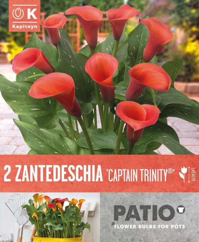 Bulbes à fleurs Zantedeschia Captain Trinity
