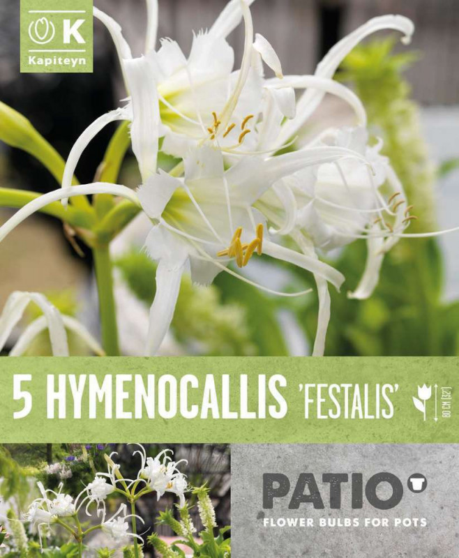 Bulbes à fleurs Hymenocallis Festalis Z.