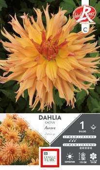 Dahlia Cactus Aurore  X1