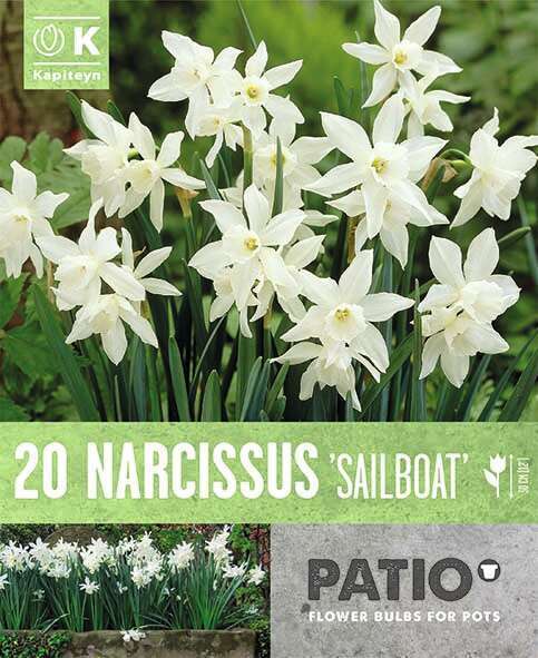 Narcisse jonquille sailboat X20